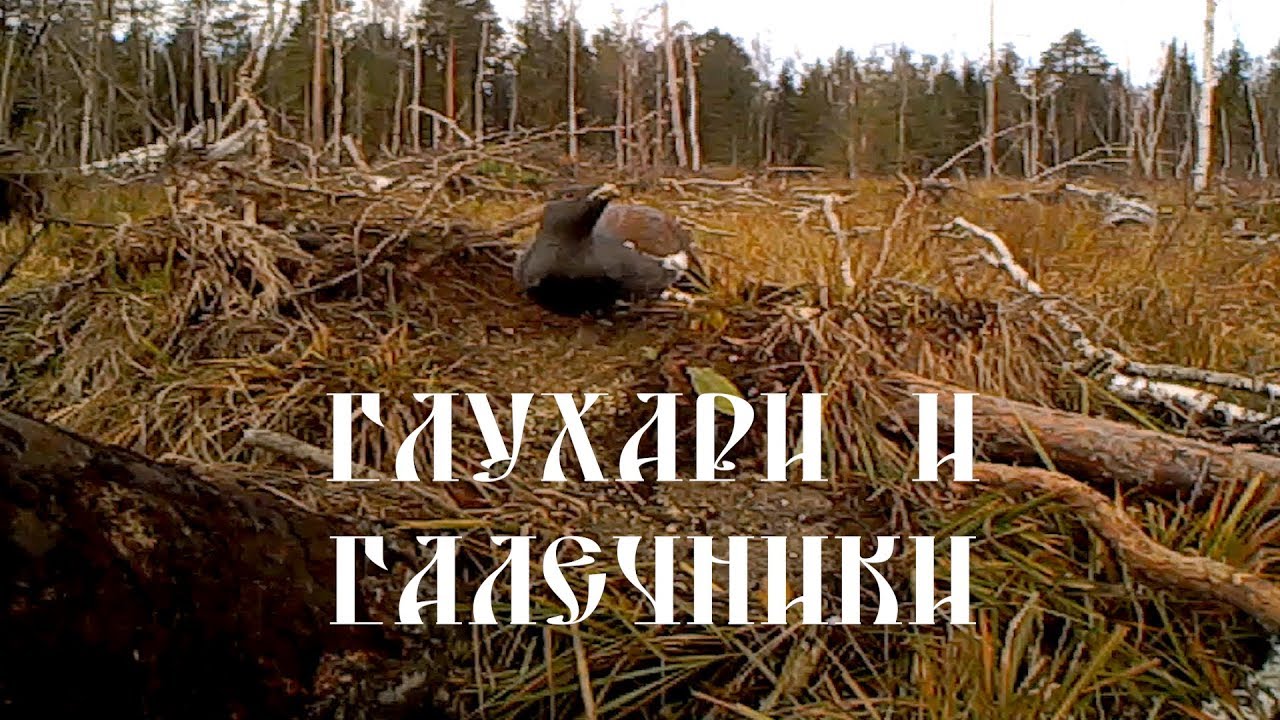 Глухари и галечники - YouTube