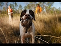 Shooting quails out in the fields - Ultimate Hunting