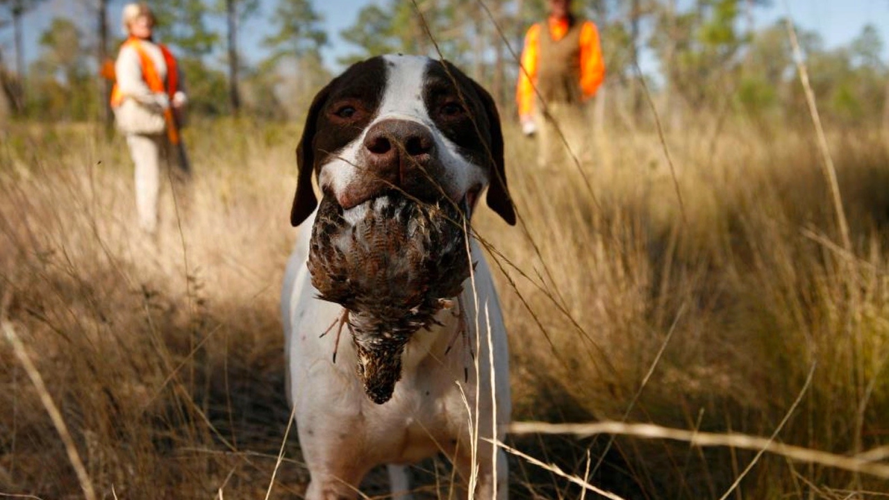 A・B・フロスト、「QUAIL SHOOTING: A DEAD STAND」 Hit More Quail with These Close-Range Chokes, Loads, and Tactics