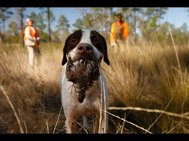 A・B・フロスト、「QUAIL SHOOTING: A DEAD STAND」 A・B・フロスト、「QUAIL SHOOTING: A DEAD STAND」 Hit More
