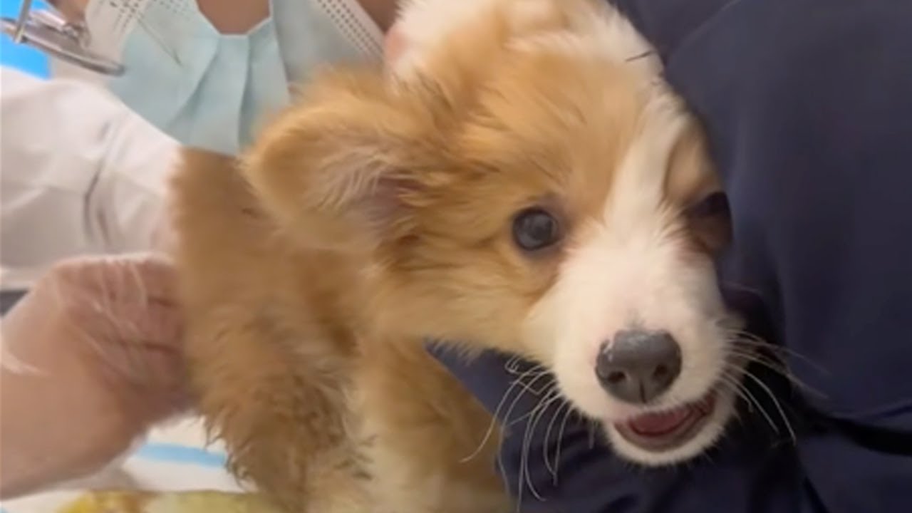 Abandoned at a construction site because of hemorrhoids, the poor puppy cried loudly for help