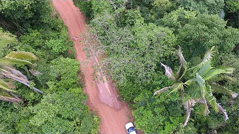Como as árvores colaboram na absorção da água das chuvas?
