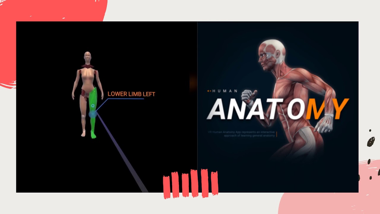 Human Anatomy, a VR human anatomy app represent an interactive approach