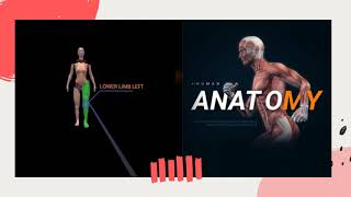 Human Anatomy, a VR human anatomy app represent an interactive approach of learning general anatomy. screenshot 4