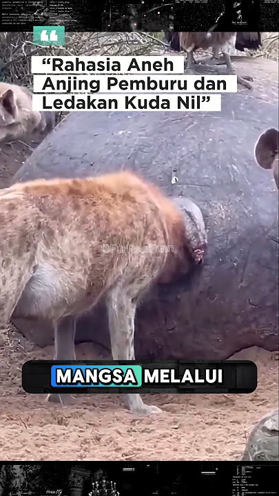 Download lagu Ketika Bangkai Kuda Nil Menjadi Santapan Berbahaya😱❓ #faktaunik #animals #kudanil