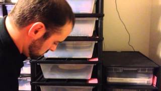 December 12/14/13 ball python collection update and breedin Net Worth