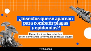 Qué Es Y Cómo Funciona La Técnica Del Insecto Estéril Para El Control De Plagas?