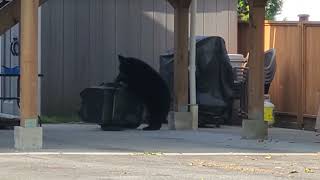Bear Cub Trying to Open a Residential Garbage Can