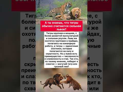 🦁🐅 А ты знаешь, что тигры обычно считаются сильнее львов? #хочуфакты #интересное #факты