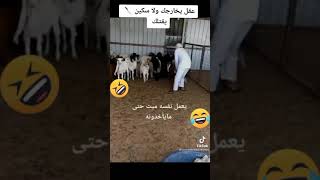 ماعز يعمل حالو ميت أضحك من قلبك