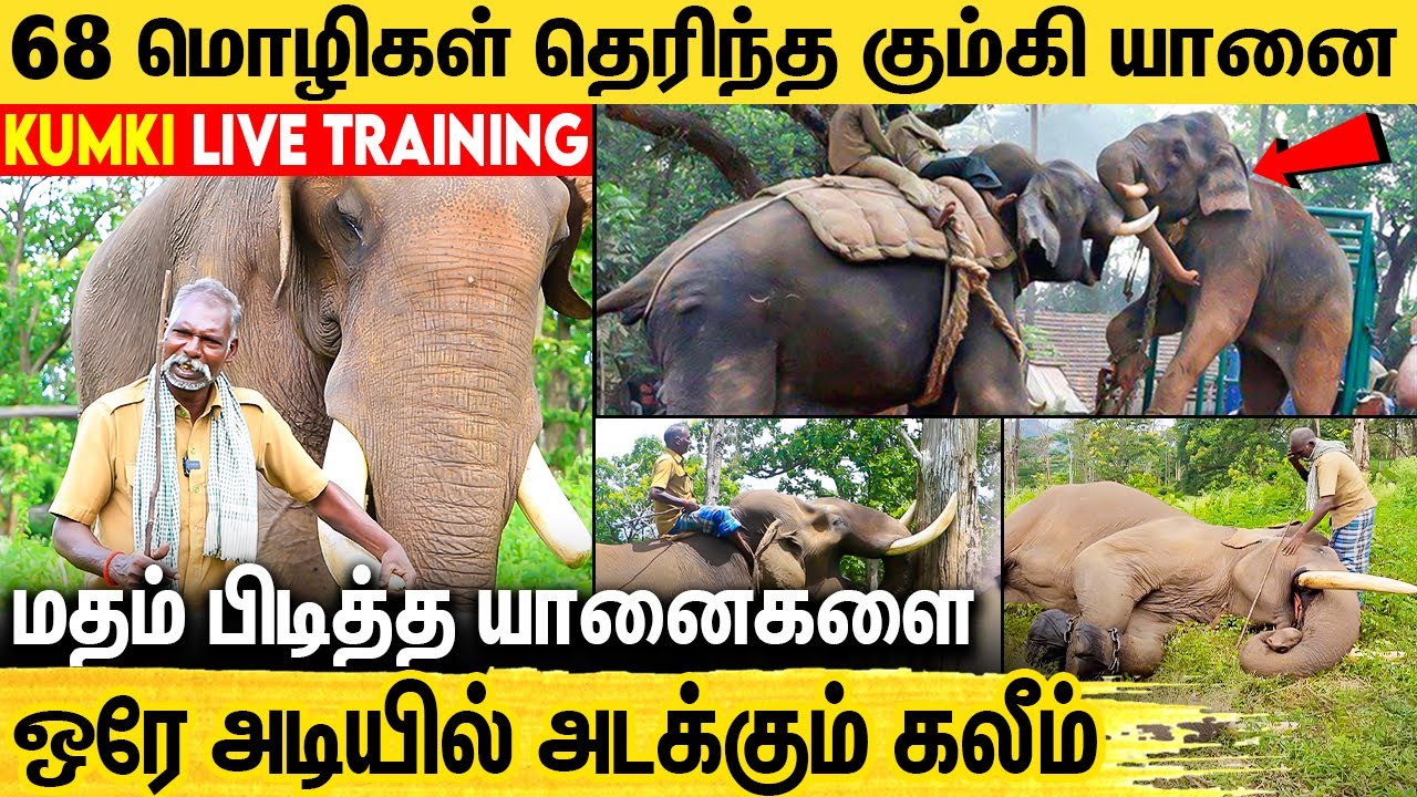 100 காட்டு யானைகளை அடக்கியவன் குழந்தை மாதிரி கோவிச்சிப்பான் : Story of Kaleem Elephant & Instructor