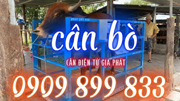 Cân điện tử Bình Thuận - CÂN ĐIỆN TỬ CÂN BÒ - 0909899833 - có lồng, chốt số, chống nước, chống chuột