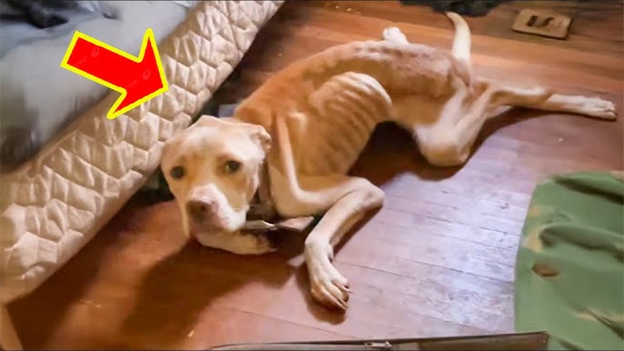 Ausgesetzter Hund wartet 3 Monate auf seinen Besitzer, doch dessen Reaktion  schockierte alle.
