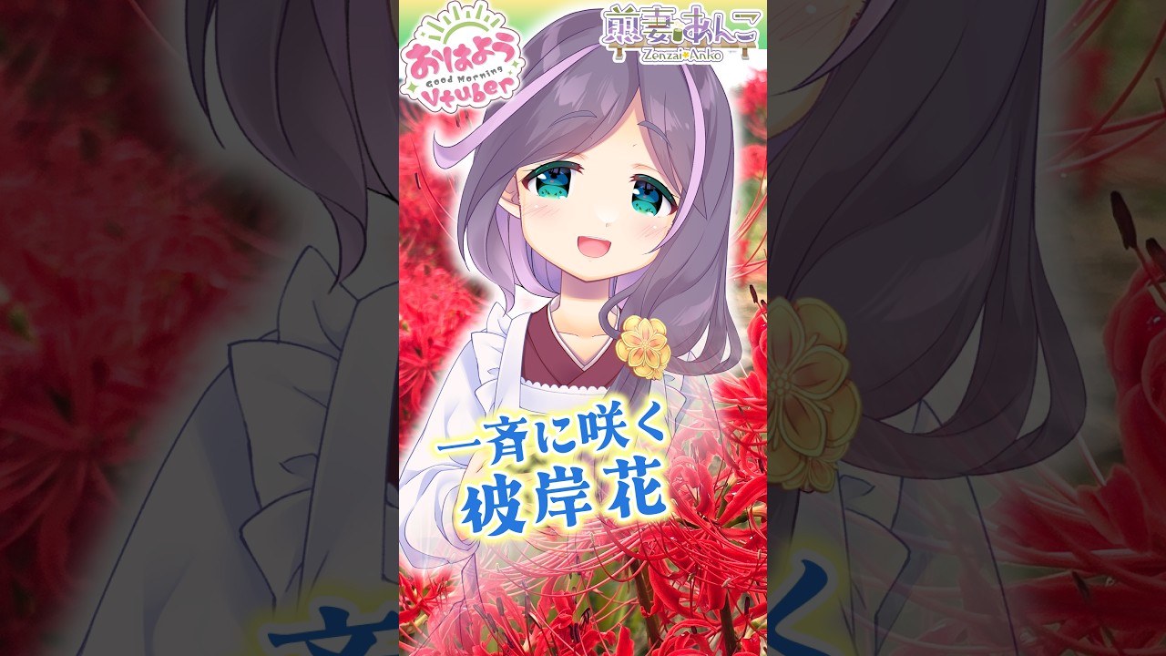 10/13 毎年、一斉に咲く彼岸花✨/朝の雑談 【煎妻あんこ】 #おはようVtuber #毎日投稿