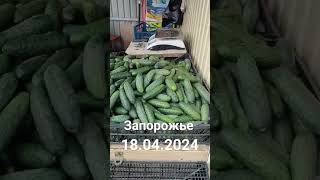 огурец 70 РЕДИСКА 50 капуста 40 Запорожье рынок Анголенко