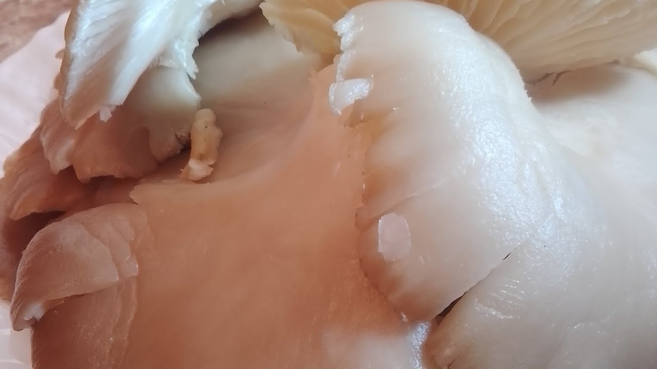 طريقة طهي اليرسال (الفطر البري،فطر المحار)