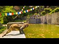 Monkeys DIVE Into Pool For Fun | Primates | BBC Earth