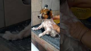 Churrinha No Banho - Parte 2 De 3.