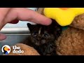 Couple on Date Sees Teeny Kitten in Distress...See How They Save Her Life | The Dodo