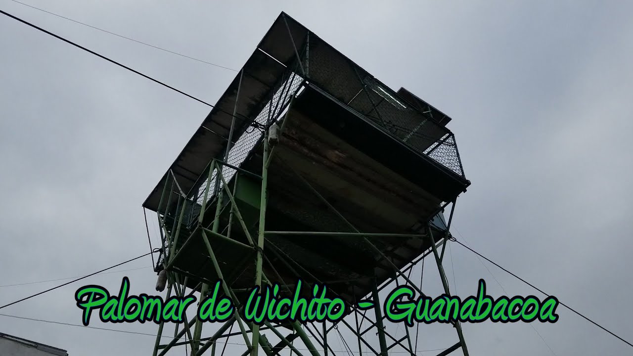 Palomar de Conquista de Wichito en Guanabacoa. Trofeos y Jaulas automáticas. Parte 2 y final