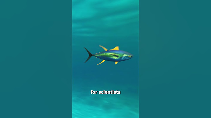 Why Tuna Can Never Stop Swimming 😨