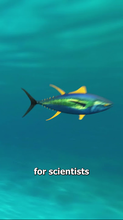 Why Tuna Can Never Stop Swimming 😨