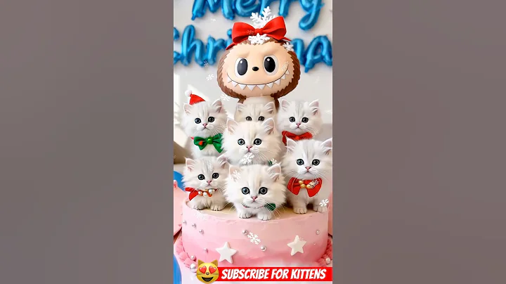 Video 11756471: white persian kitten