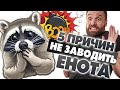 5 причин не заводить домашнего енота