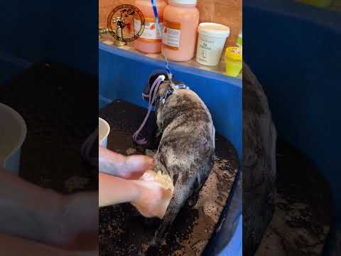 Экспресс-линька кошки комплексный груминг #animal #groom