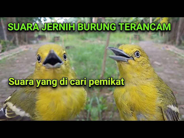 suara burung sirtu takut/kejepit cocok sekali untuk suara pikat burung liar. class=