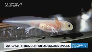 Mexico City's iconic axolotl gets World Cup spotlight as conservation efforts continue