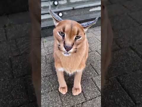 Video: Caracal (çöl vaşağı, bozkır vaşağı): görünüm, habitat, yaşam tarzı ve beslenme