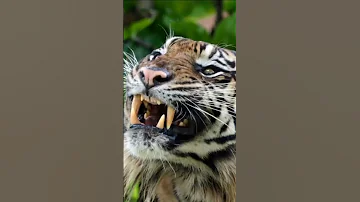 Scary tiger roar sound,#youtube,#shortvideo ,#shortvideo,#subscribe