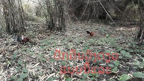 ต่อไก่ป่า dib qaib qus part #02 hnub 5-10-2021