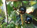 Purple blue cherry tomatoes  healthy  tasty  tips  tricks 62