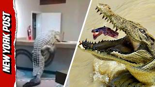 Hotel Worker Hides As Massive Croc Sneaks Into Kitchen