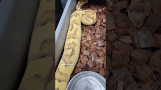 Fire Enchi OD/YB girl we are raising up! #ballpython #pythonregius