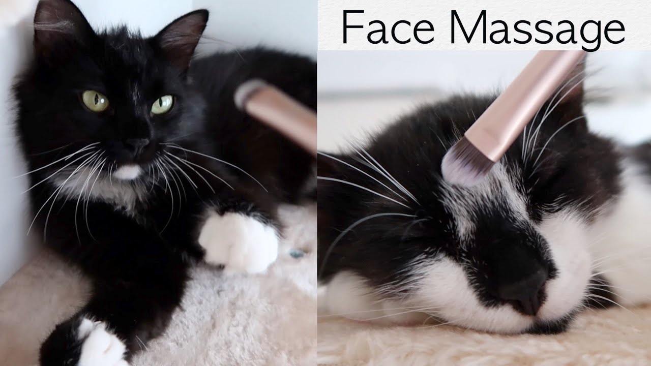 Cat Face Massage Two cats’ different reactions YouTube