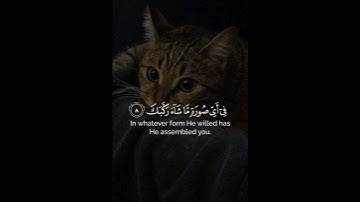 قران كريم بصوت جميل و هادئ