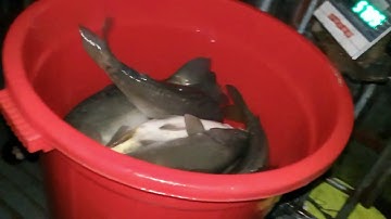 quá trình nhập cá chuỗi ngọc số lượng lớn