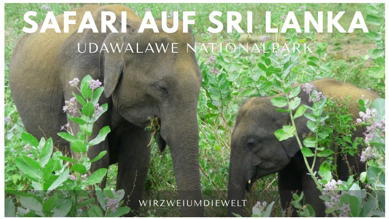 WELTREISE-VLOG#004 Grandiose Safari im Nationalpark Udawalawe