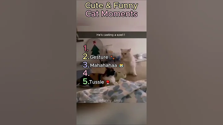 Video 11645051: cute cat collection, cats collection funny, cute little cat funny, cat cute funny smile