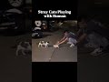 Stray Cats Playing with Human #cats #cat #shorts #shortvideo