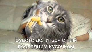 Если у тебя появилась кошка. Если у тебя появилась кошка.