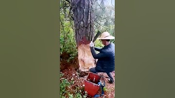 The process of cutting down trees = Good tools can improve efficiency