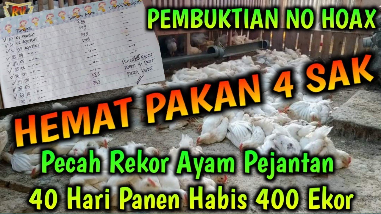 PEMBUKTIAN NO HOAX || Pecah Rekor Ayam Pejantan 40 Hari Panen Habis 400 Ekor || HEMAT PAKAN 4 SAK