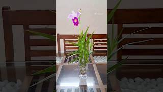Bamboo orchid#ground orchid variety #Arundina graminifolia#Easy propagation.