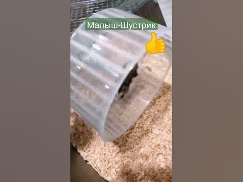 Шустрик #джунгарский хомячок #хома #хомяк в колесе #малыш спустя год 👍 ...