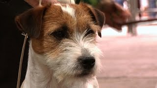 Jack Russell Terrier  Best Dog  National Terrier 2016