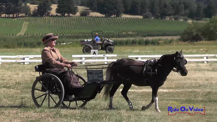 065D Dorothy Whiteman Training Single VSE Dressage...